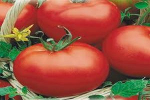 Kırmızı Kubbe domates çeşidinin tanımı, özellikleri ve verimliliği