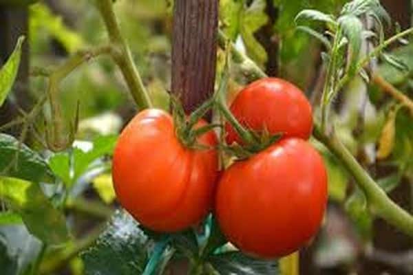 Qualität der Tomaten erhalten
