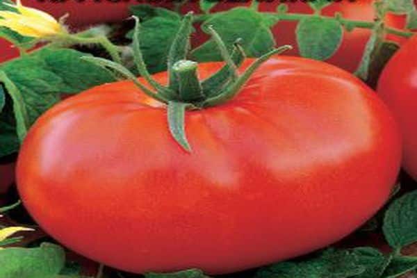 paradajkové odrody červená kupola