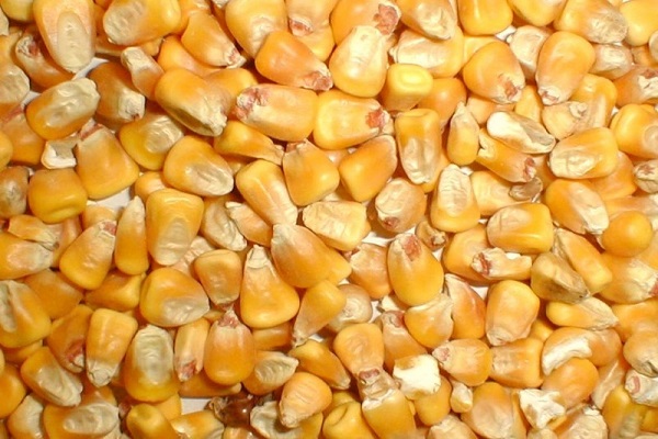 takarmány kukorica