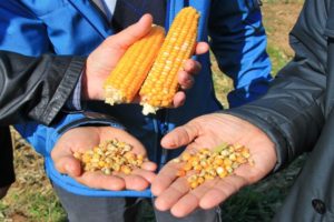 The best varieties of feed corn, how to distinguish from food