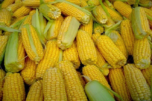 alimentar maíz