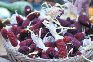 Raudonųjų kukurūzų aprašymas, auginimo ir priežiūros ypatybės