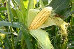 Die besten Vorgänger von Mais in einer Fruchtfolge, die danach gepflanzt werden kann