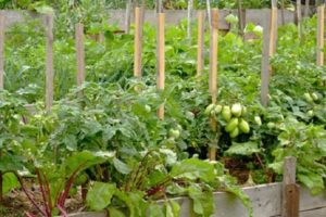 Con lo que se puede plantar remolacha en el mismo jardín, compatibilidad con cebollas y otras verduras.