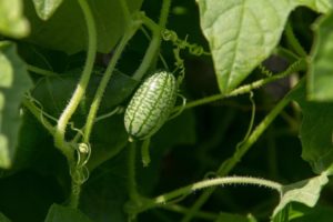 Opis Melotria rough (mysi melon), korzyści i szkody, zwłaszcza uprawa i pielęgnacja