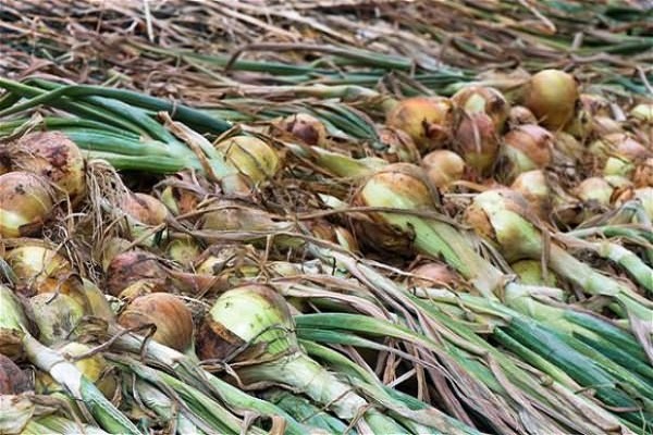 ripe onions