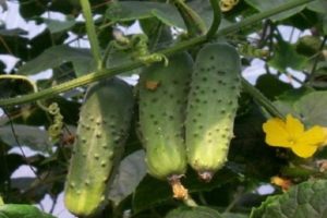 Popis odrůdy okurky Aristocrat, vlastnosti pěstování a péče