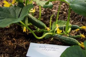 Descrizione delle varietà di cetrioli Babushkin secret f1, crescita e cura