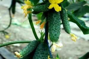 Čaikovska gurķu šķirnes apraksts, tās īpašības un raža