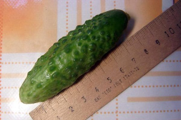 area for cucumbers