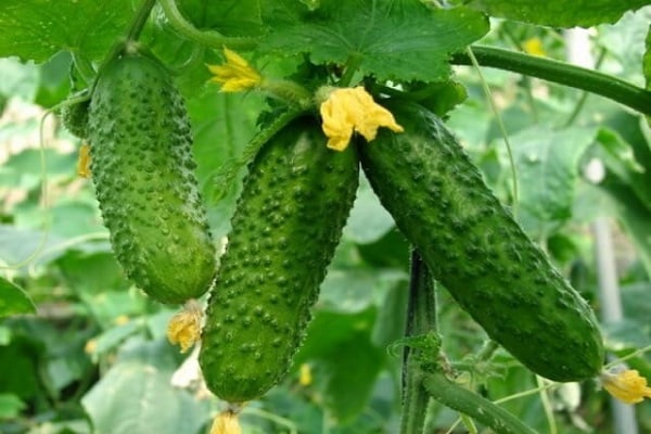 cucumber Eliza