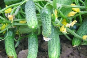 Beschrijving van de Eliza-komkommervariëteit, kenmerken van teelt en verzorging