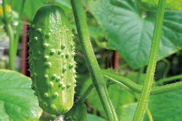 cucumber Carolina