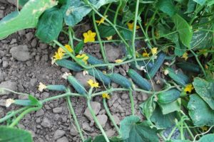 Description of the cucumber variety Carolina f1, its characteristics and yield