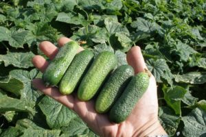 Description of the Moravian gherkin cucumber variety, features of cultivation and care