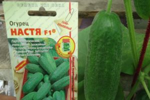 Descrizione della varietà di cetriolo Nastya F1, caratteristiche di coltivazione e cura