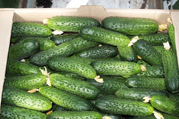 cucumbers Mirabella
