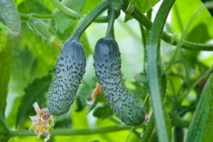 Beskrivelse af Mumu agurksorten, funktioner i dyrkning og pleje