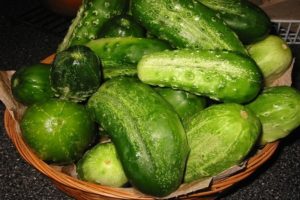 „Sūnaus lentynoje“ agurkų veislės aprašymas, auginimo ir priežiūros ypatumai