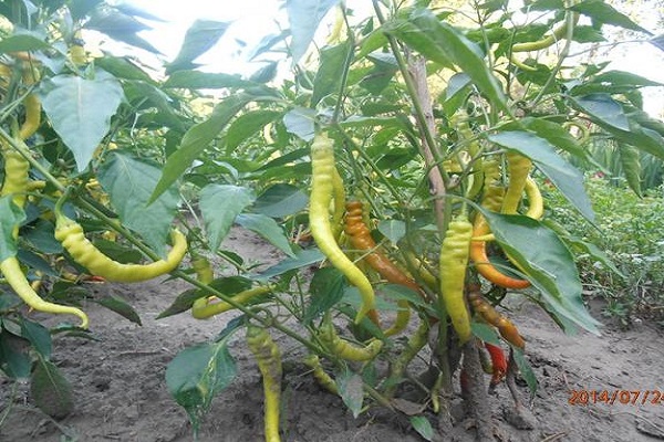 pepper yield
