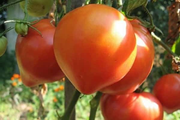 najlepšie paradajky