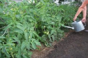 De bedste sorter af tomater til Transbaikalia, hvordan og hvornår man skal plante frøplanter og vokse