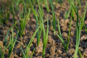 Plantar, cultivar y cuidar los conjuntos de cebollas en campo abierto, sus enfermedades y combatirlas