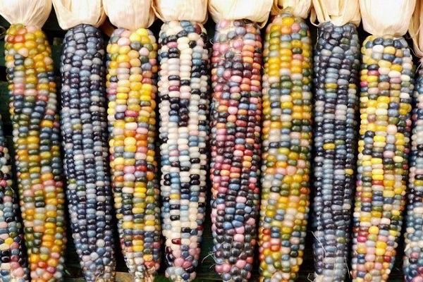 mångfärgad majs