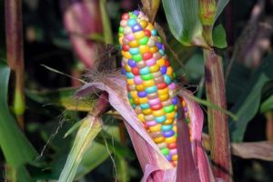 Descripción de variedades de maíz multicolor, su uso.