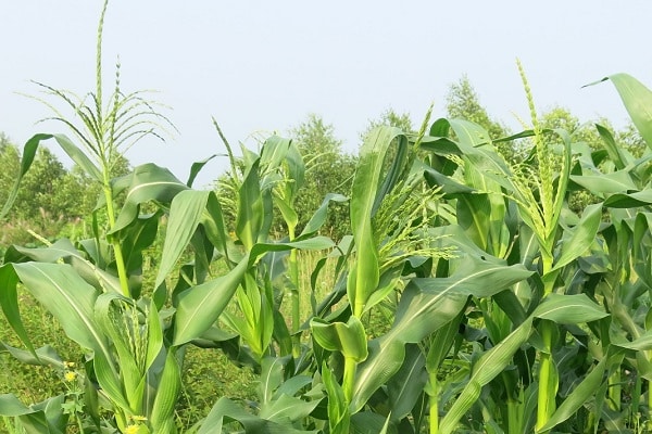 production de pop-corn