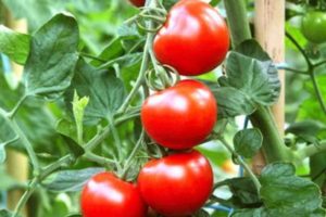 Rusų pomidorų veislės aprašymas, auginimo ir priežiūros ypatybės