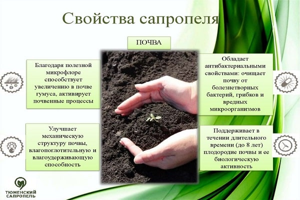 soil activity