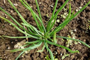 Planting, growing and caring for family onions in the open field