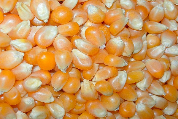 odmiany nasion