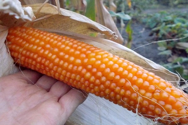maïs oogsten