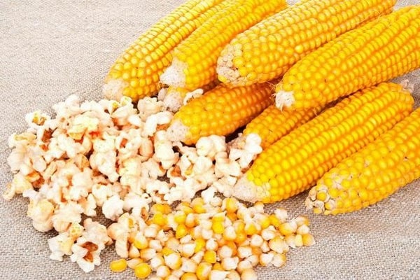 popcorn maïs