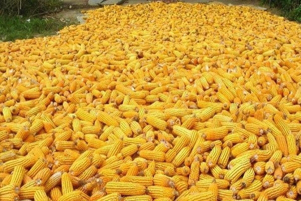 apertura de maíz