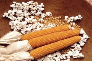 Names of varieties of corn for popcorn, their cultivation and storage