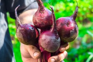 Description of the Pablo beet variety, cultivation and care features