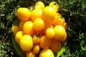 Kuvaus tomaatti aprikoosivalikoimasta, viljelyyn ja hoitoon liittyvät piirteet