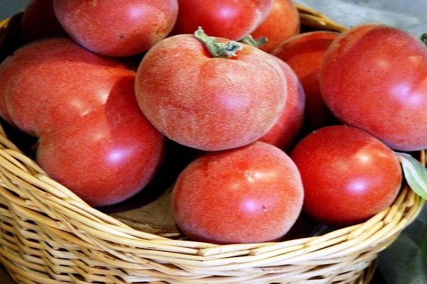 tomatoes apricot