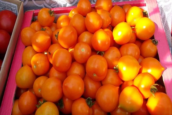 apricot tomato variety