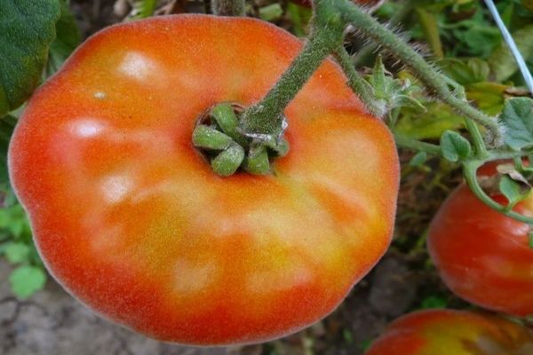 sadenice paradajok