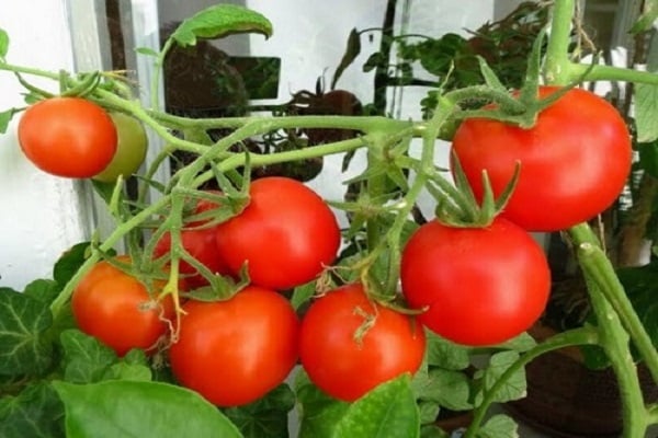 Scharlaken tomaat