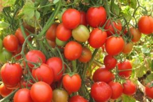 Description of the tomato variety Scarlet frigate f1, its characteristics and productivity