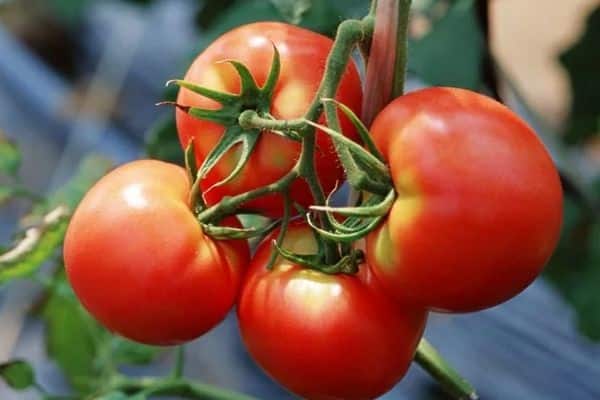 wyhodowane pomidory