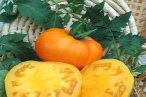 Beskrivelse af tomatsorten Bison gul, dens egenskaber og dyrkning
