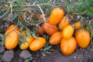 Description of the tomato variety Barrel, its characteristics and yield