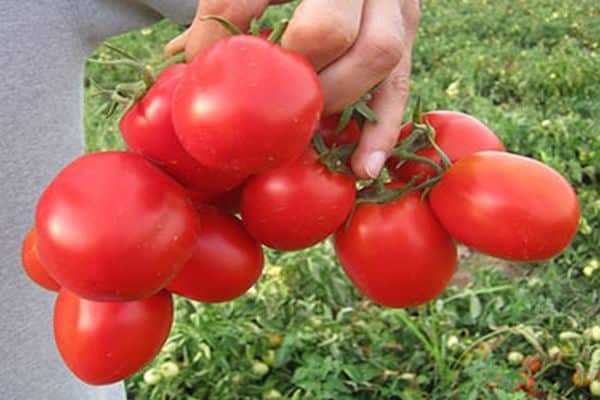 tomaatti erilaisia ​​tomaatteja